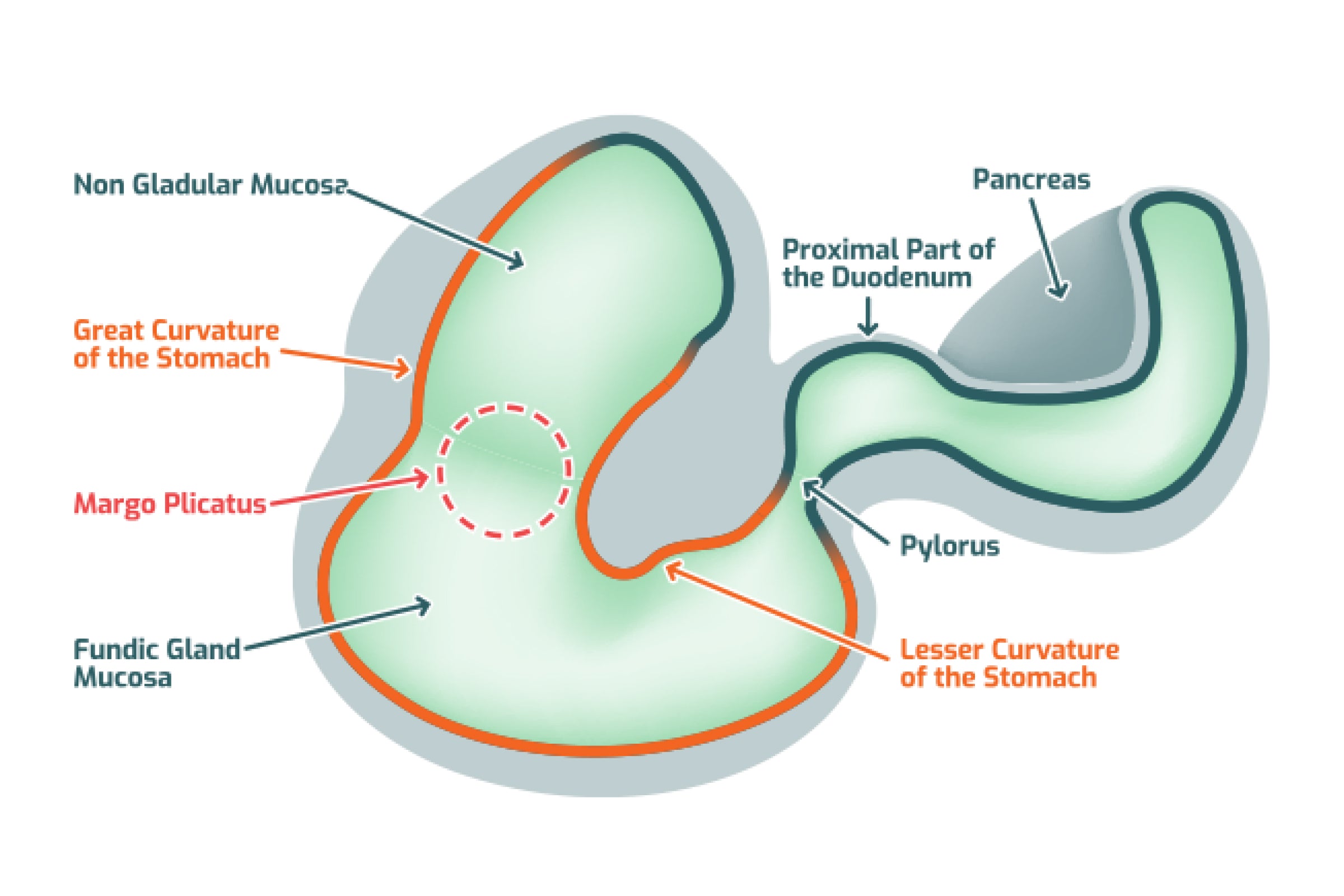 Gastric Ulcers in Horses