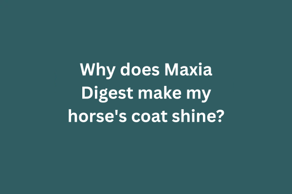 Why does Maxia Digest make my horse's coat shine?