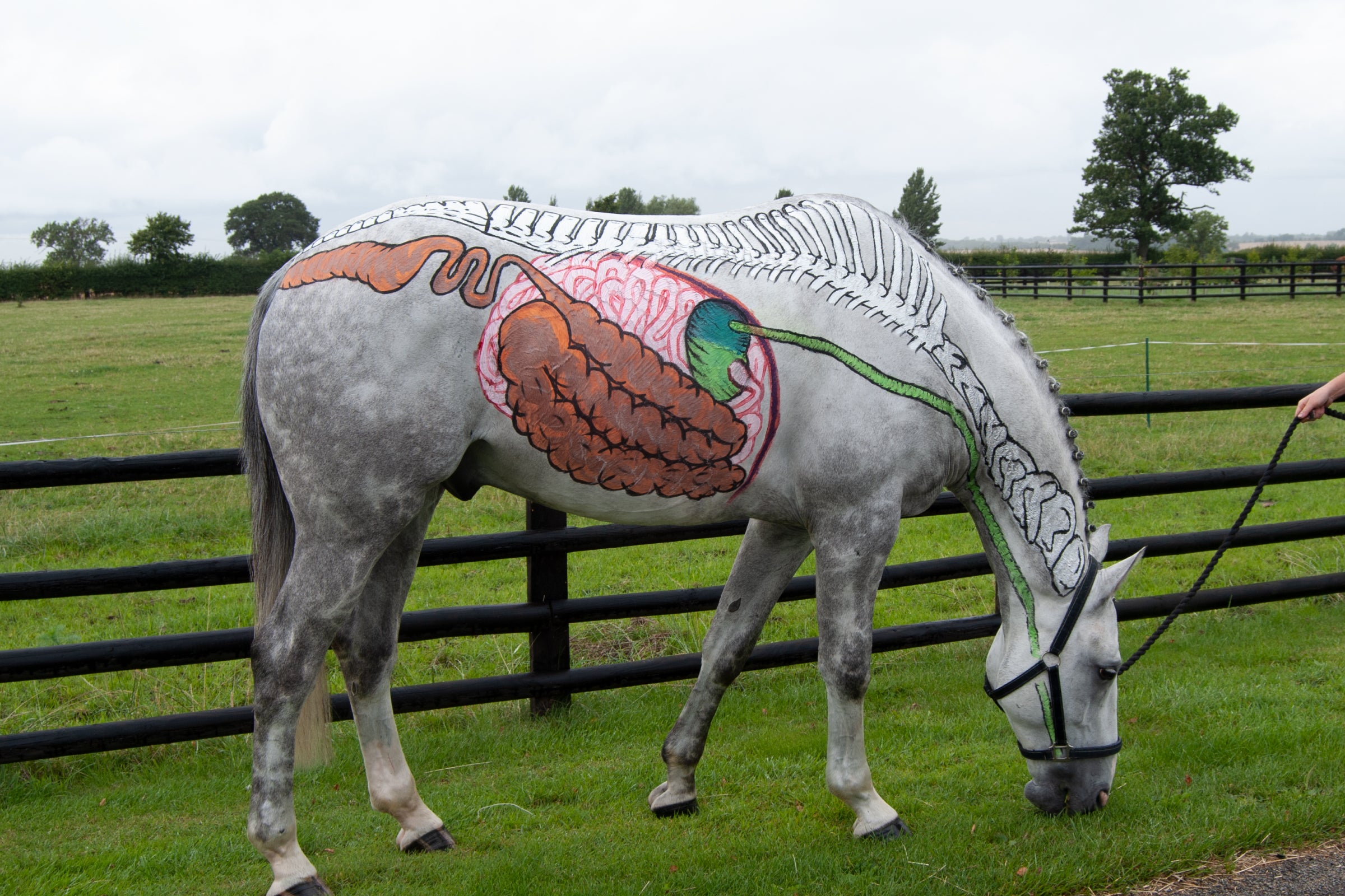 Pre & probiotics for horses