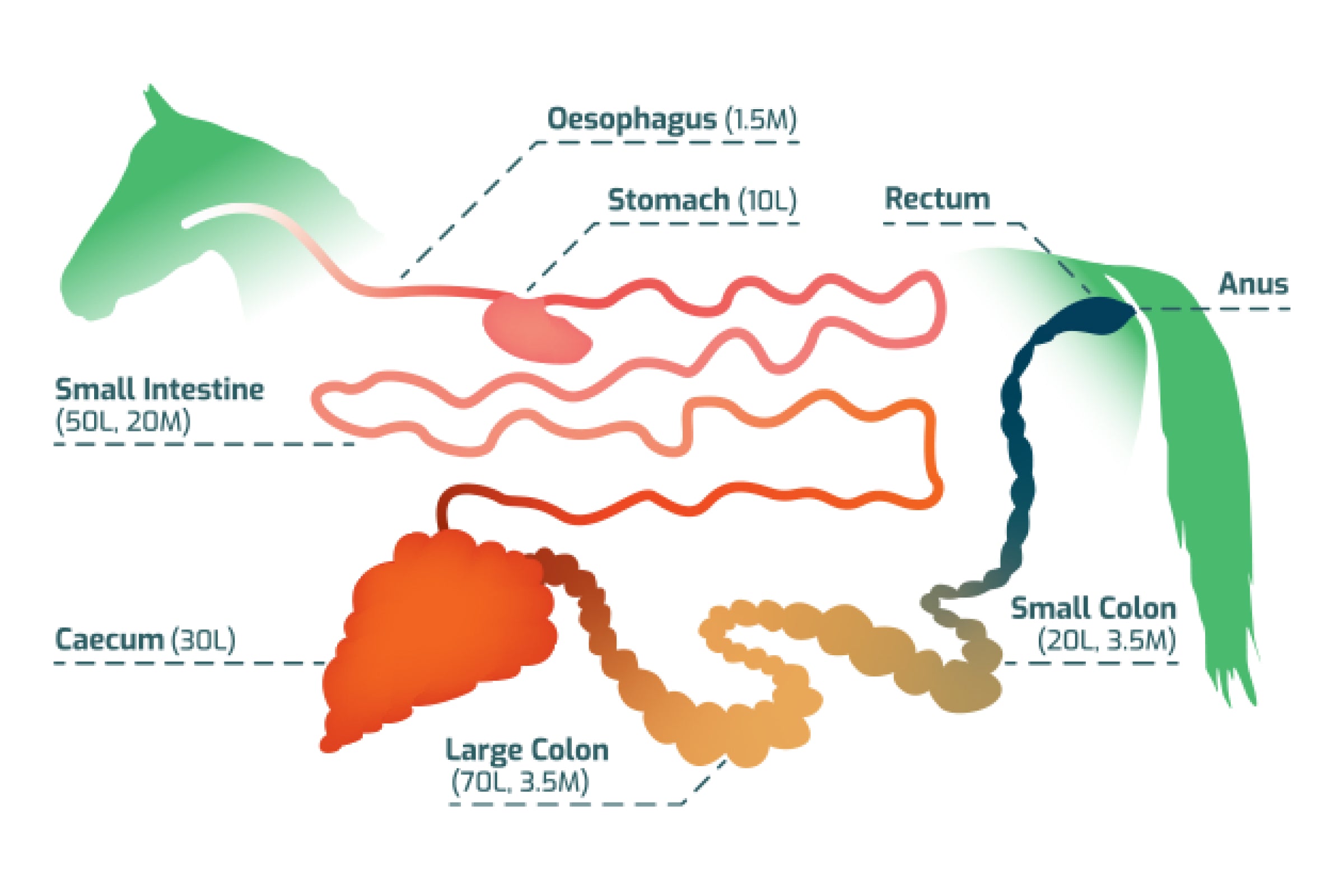 The Digestive System