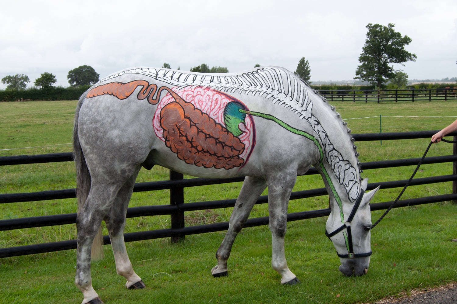 What happens to your horse’s hindgut in spring?
